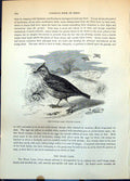 Old Tufted Lark Galerits Cristata Passerine Bird Ground Plants C1874 Victorian