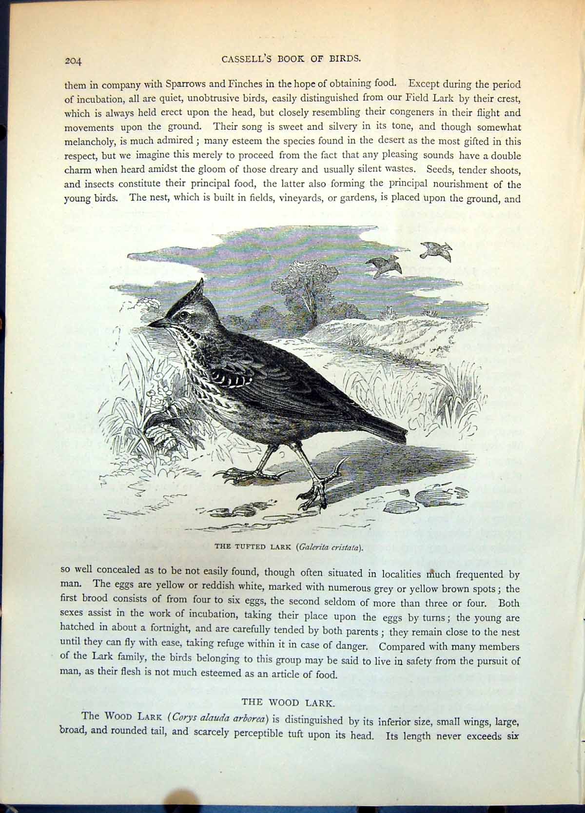 Old Tufted Lark Galerits Cristata Passerine Bird Ground Plants C1874 Victorian