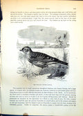 Old Print Skylark Alauda Arvensis Ground Dandelion Air Soaring Town C1874 19th