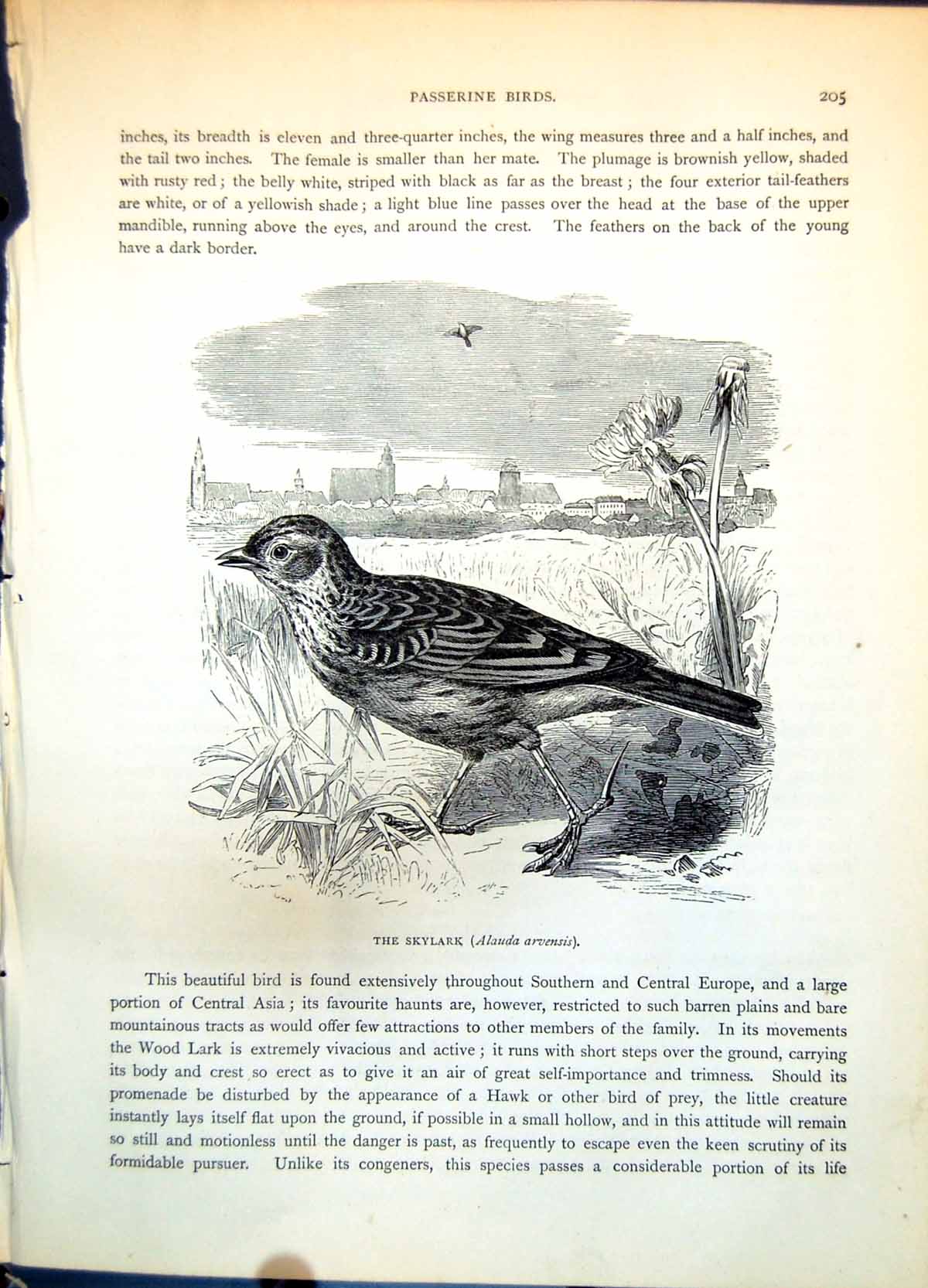 Old Print Skylark Alauda Arvensis Ground Dandelion Air Soaring Town C1874 19th