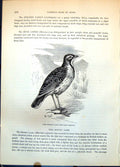 Antique Old Print Sentry Lark Macronyx Capensis Passerine Bird Mountain C1874