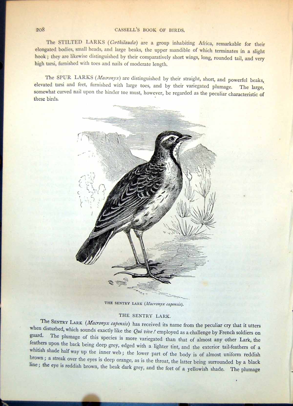 Antique Old Print Sentry Lark Macronyx Capensis Passerine Bird Mountain C1874