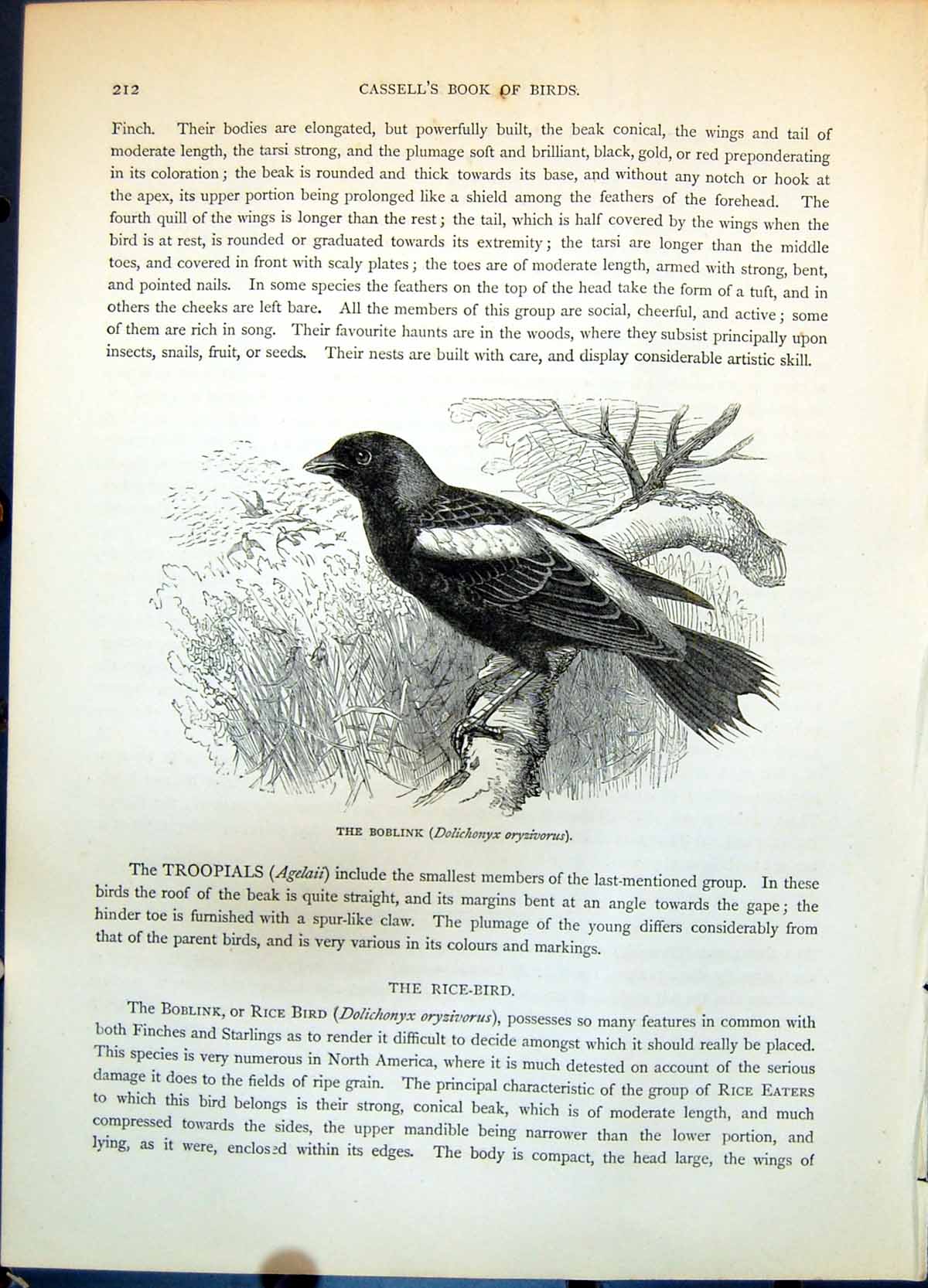 Antique Print Boblink Dolichonyx Oryzivorus Branch Woodland Passerine C1874