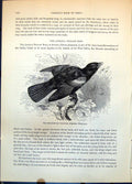 Antique Old Print Red-Winged Troopial Agelaius Phoeniceus Raven Family C1874