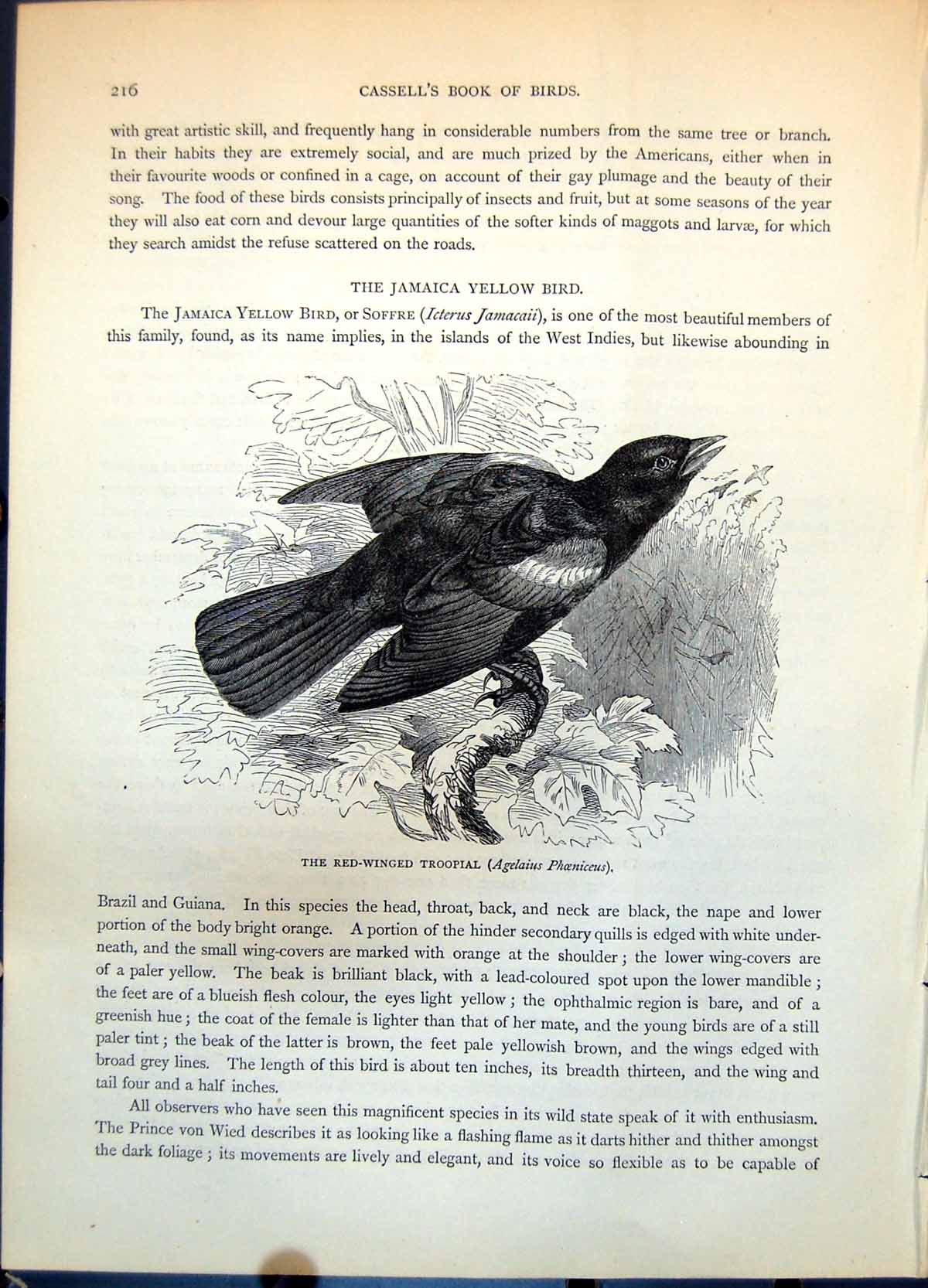Antique Old Print Red-Winged Troopial Agelaius Phoeniceus Raven Family C1874