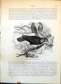 Antique Print Cow Starling Molothrus Pecoris Group Birds Above Cattle C1874