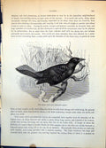Antique Print Great Boat-Tail Quiscalus Major Branch Waterside Plants C1874