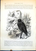 Old Common Starling Sturnus Vulgaris Group Garden Tree Blossom C1874 Victorian