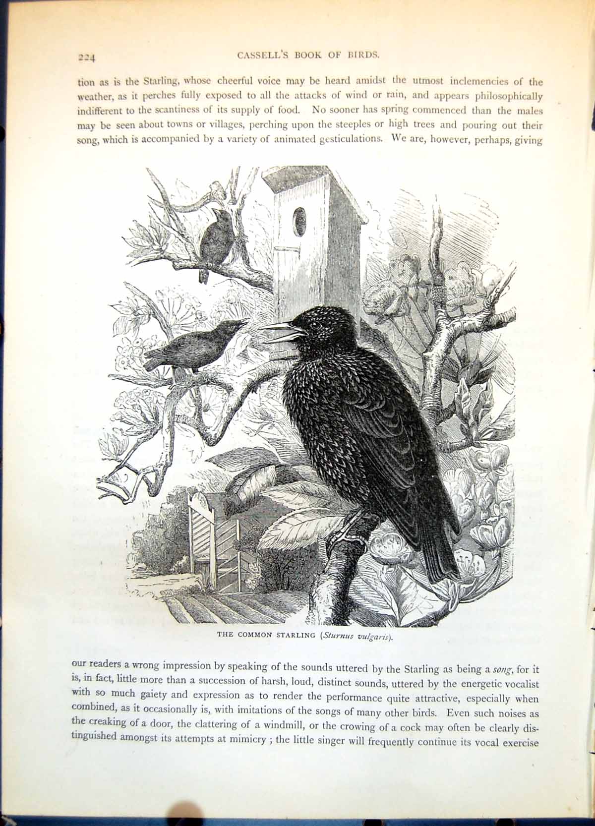 Old Common Starling Sturnus Vulgaris Group Garden Tree Blossom C1874 Victorian