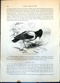 Old Print Rose Starling Pastor Roseus Grasshopper Ground Vegetation C1874 19th