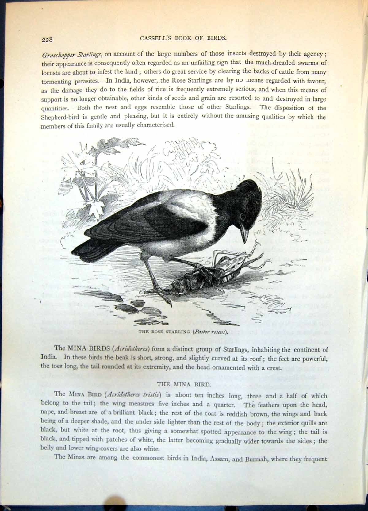 Old Print Rose Starling Pastor Roseus Grasshopper Ground Vegetation C1874 19th