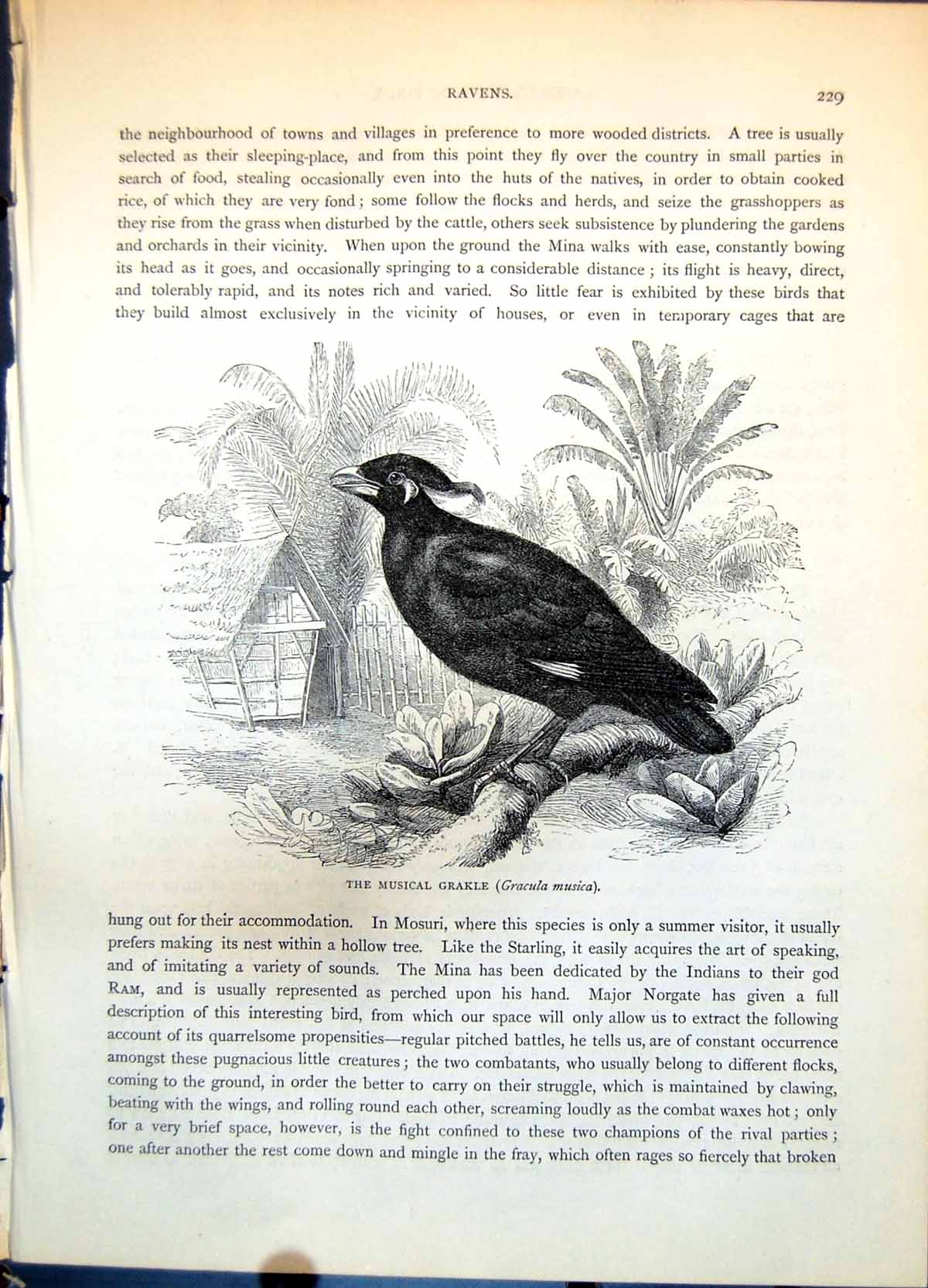Antique Old Print Musical Grakle Gracula Musica Edge Tropical Garden C1874 19th