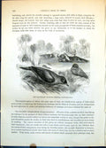 Antique Old Print Red-Beaked Ox-Biter Buphaga Erythrorhyncha Oxen Water C1874
