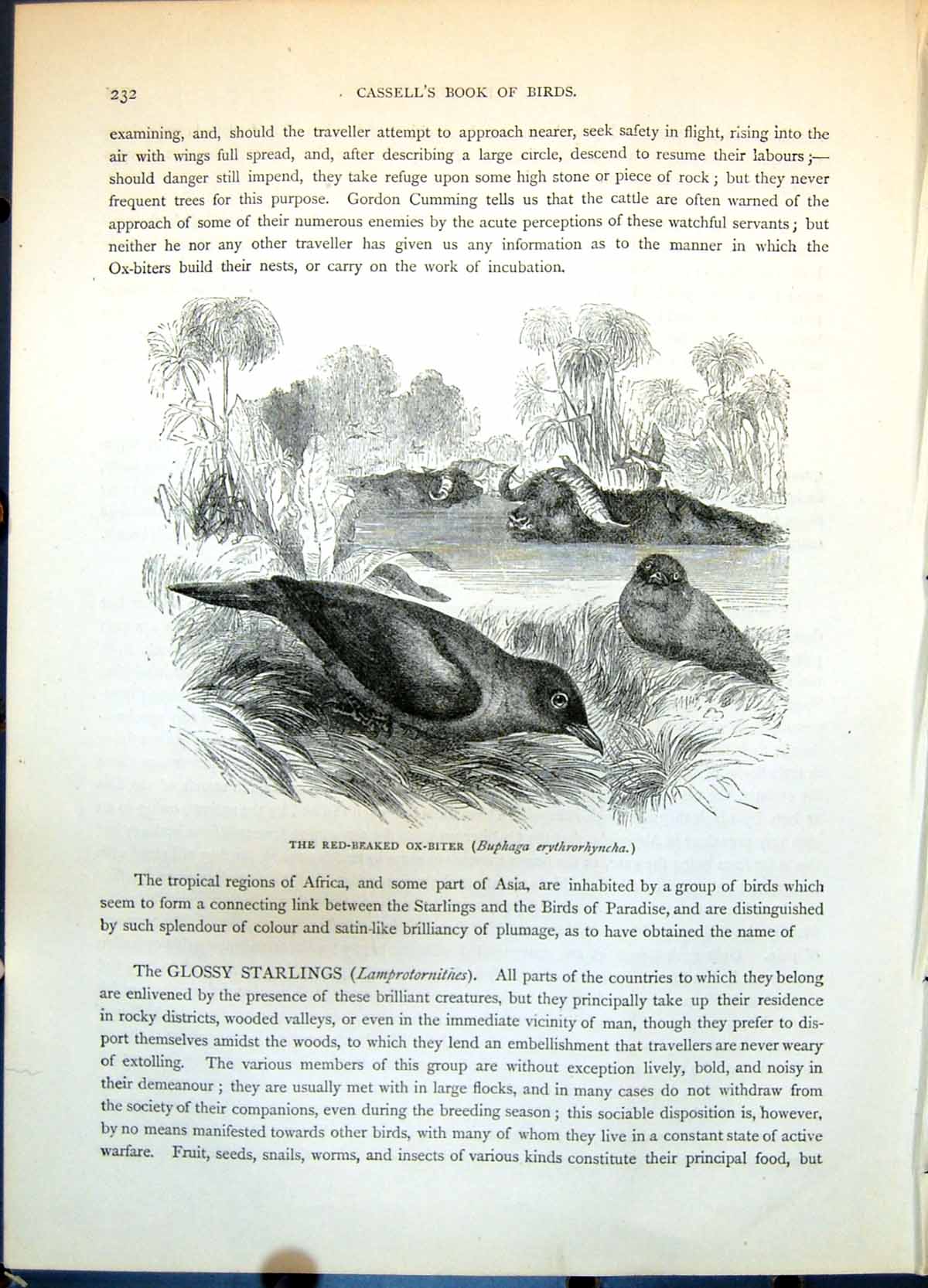 Antique Old Print Red-Beaked Ox-Biter Buphaga Erythrorhyncha Oxen Water C1874