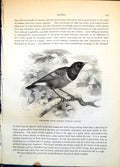 Old Superb Glossy Starling Notauges Superbus Tropical Location C1874 Victorian