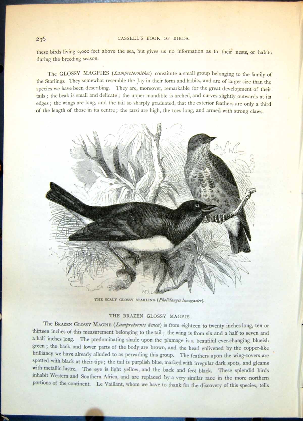 Old Print Scaly Glossy Starling Pholidauges Leucogaster Pair Trees C1874 19th
