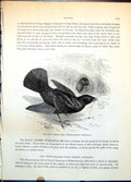 Antique Print Satin Bower Bird Philonorhynchus Holosericus Pair Nest C1874 19th