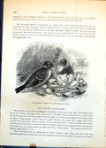 Antique Old Print Spotted Collar Bird Chlamydera Maculata Bower Shells C1874