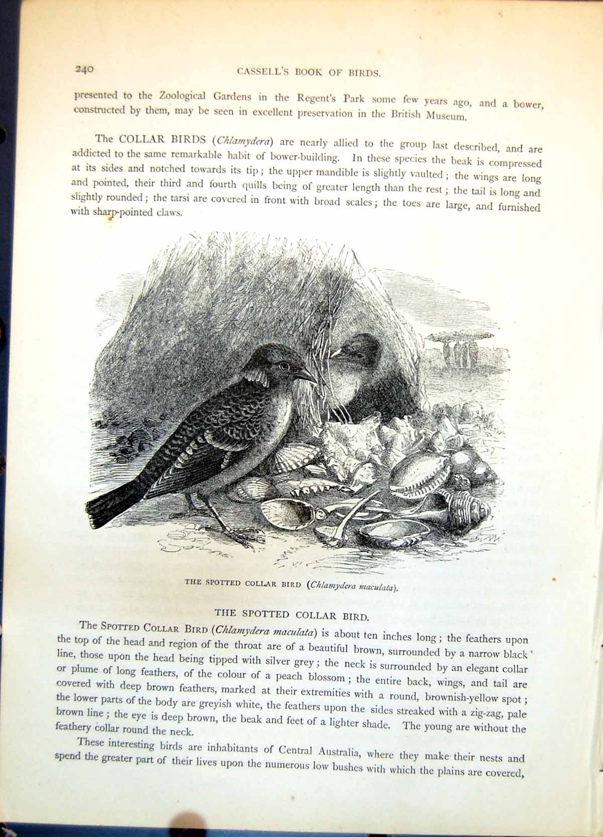 Antique Old Print Spotted Collar Bird Chlamydera Maculata Bower Shells C1874