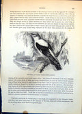 Antique Print Pirol Gen Oriole Oriolus Galbula Tree Foliage Buildings C1874
