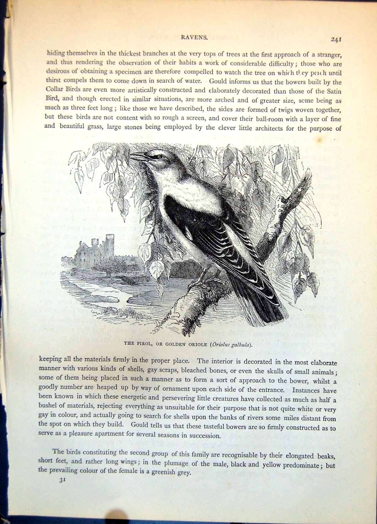 Antique Print Pirol Gen Oriole Oriolus Galbula Tree Foliage Buildings C1874