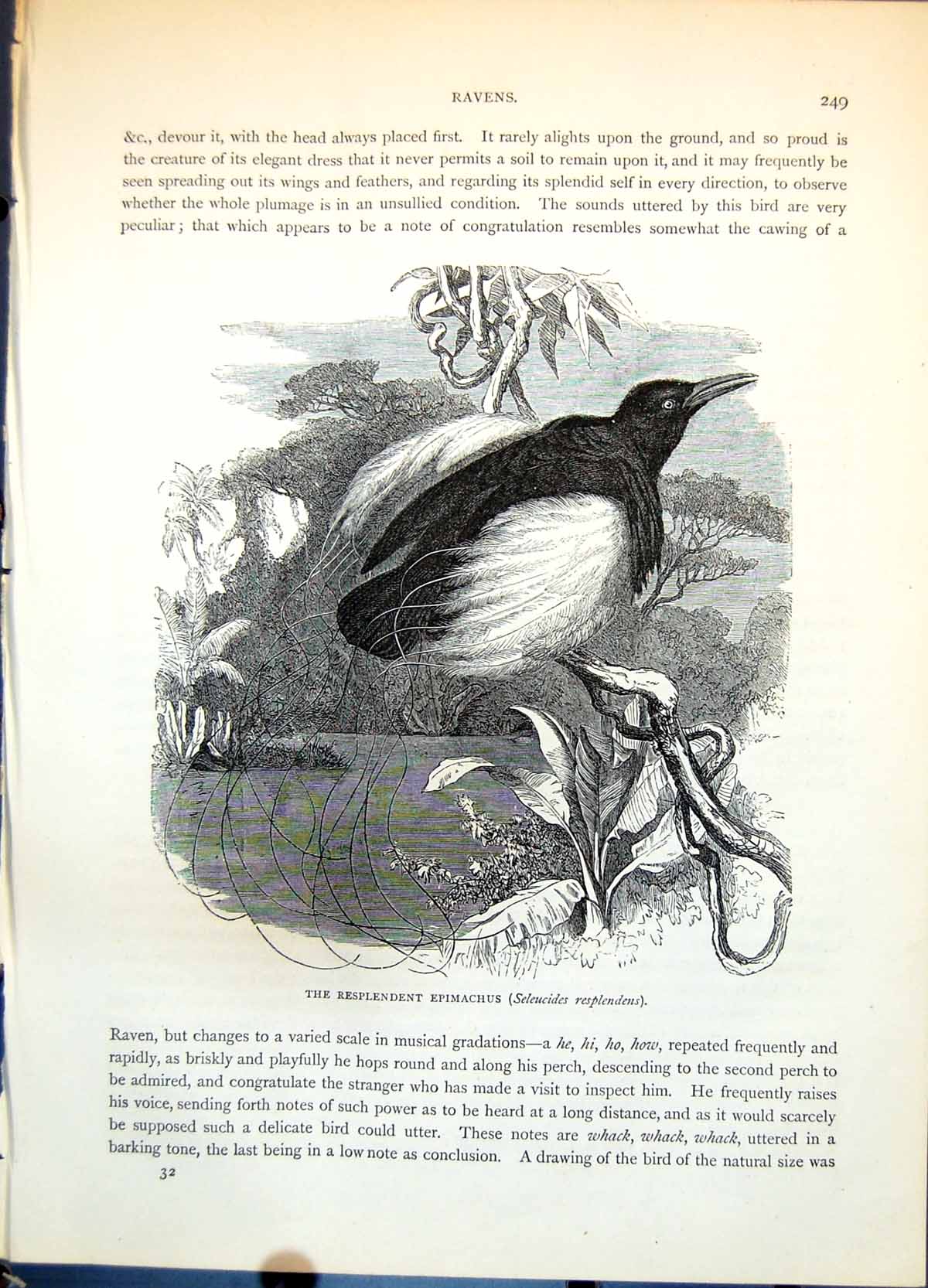 Old Print Repsplendent Epimachus Seleucides Resplendens Bird Trees C1874 19th