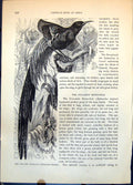 Old Print Collared Epimachus Magnus Bird Long Tail Tropical Foliage C1874 19th