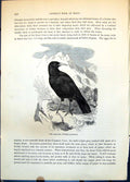 Antique Old Print Chough Fregilus Graculus Mountain Setting Vegetation C1874