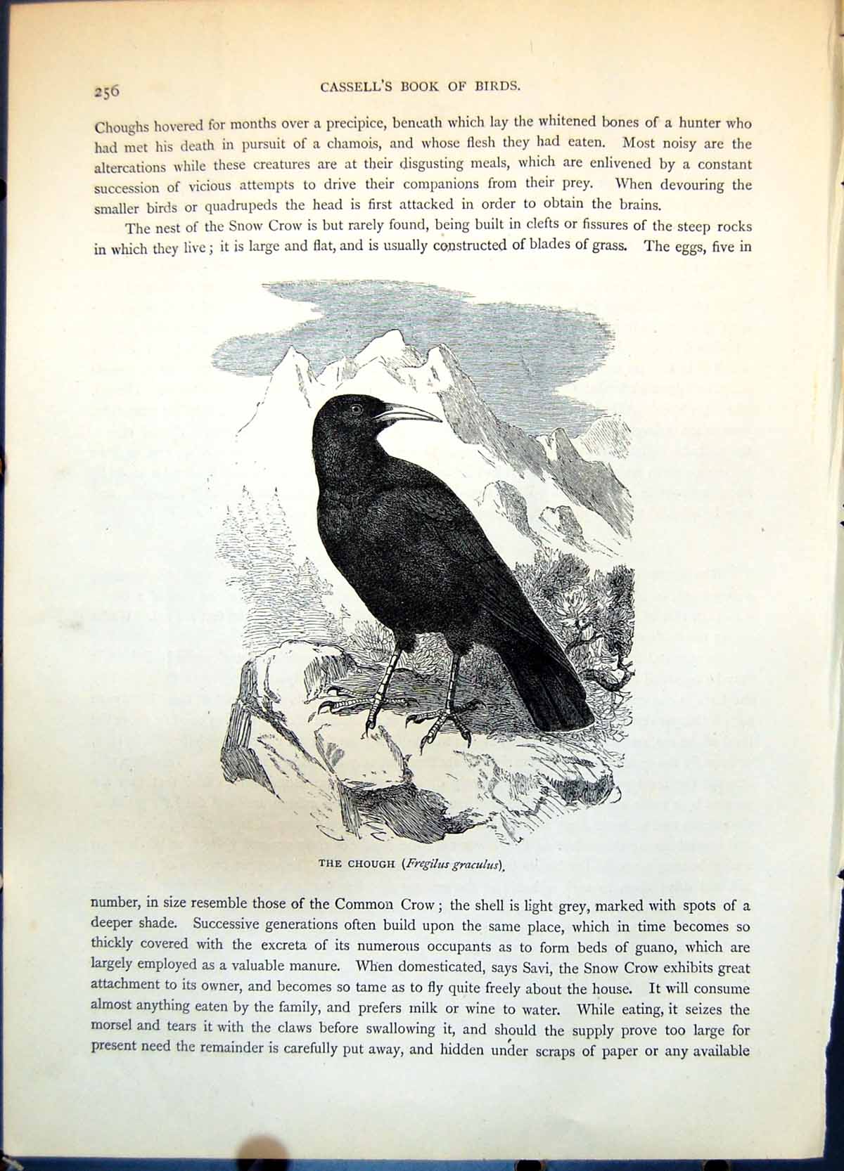 Antique Old Print Chough Fregilus Graculus Mountain Setting Vegetation C1874