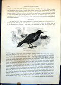 Original Old Antique Print Rook Corvus Frugilegus Group Ground Graveyard C1874
