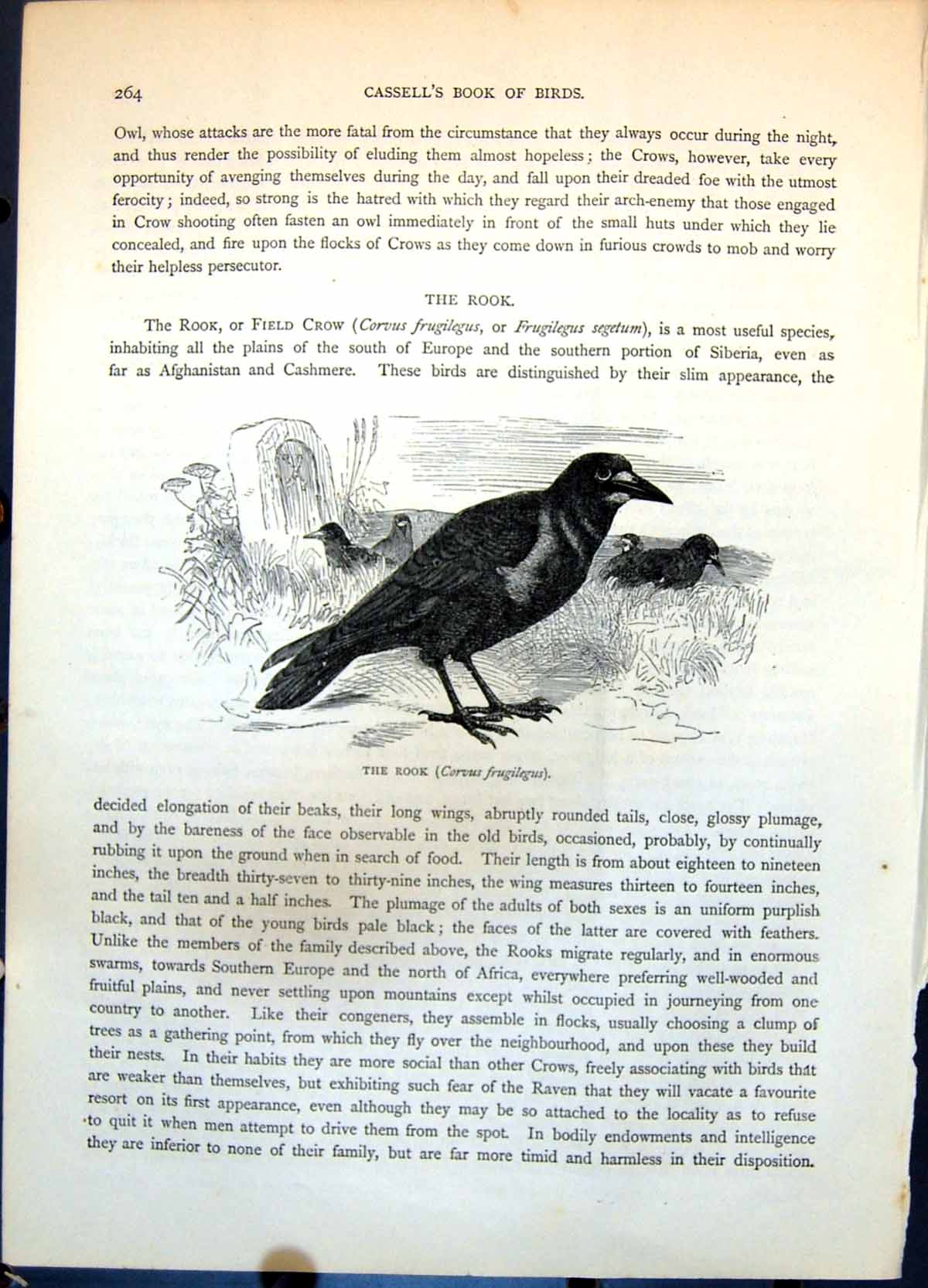 Original Old Antique Print Rook Corvus Frugilegus Group Ground Graveyard C1874