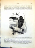 Old Print Jackdaw Monedula Turrium Group Standing Buildings Flight C1874 19th
