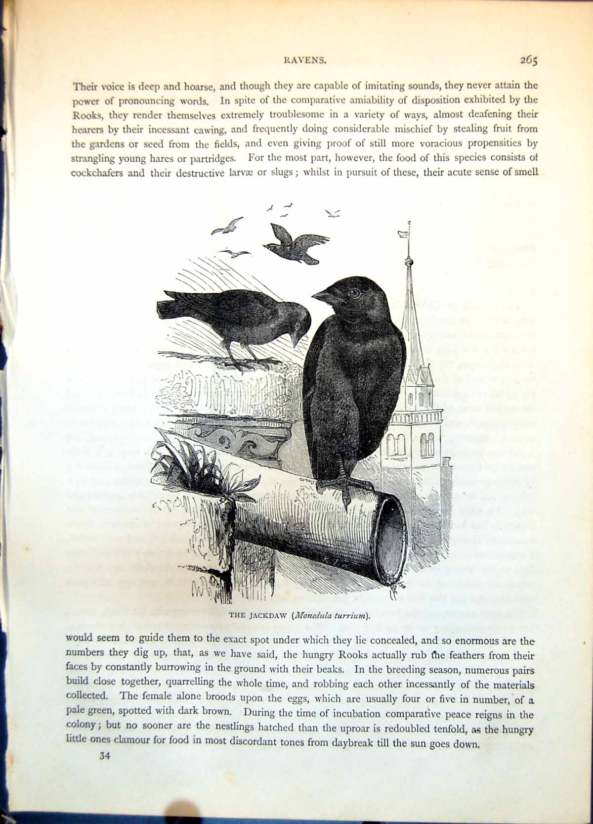 Old Print Jackdaw Monedula Turrium Group Standing Buildings Flight C1874 19th