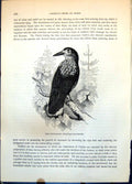 Antique Old Print Nutcracker Bird Nucifraga Caryocatactes Foliage Pines C1874