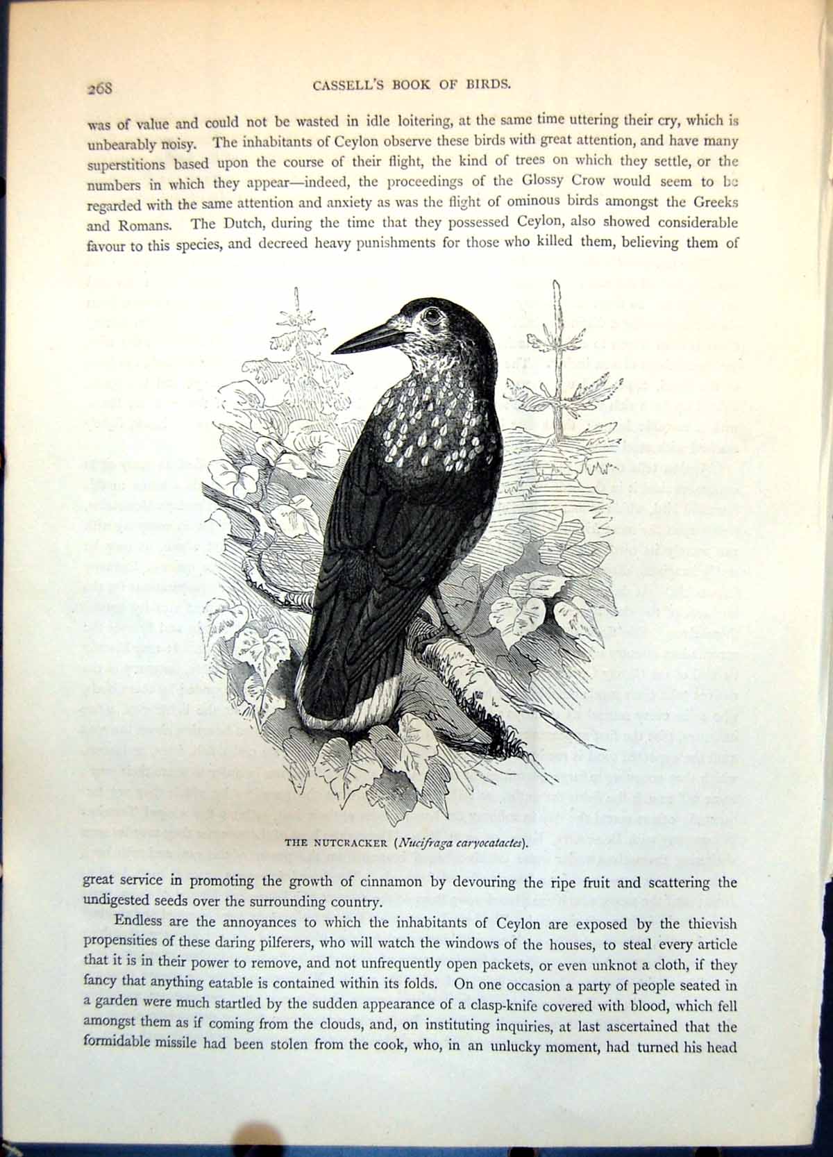 Antique Old Print Nutcracker Bird Nucifraga Caryocatactes Foliage Pines C1874