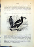 Antique Print Flute Bird Gymnorhina Tibicen Eating Insect Vegetation C1874 19th