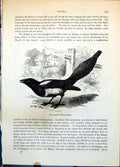 Original Old Antique Print Magpie Pica Caudata Farmland Setting On Ground C1874