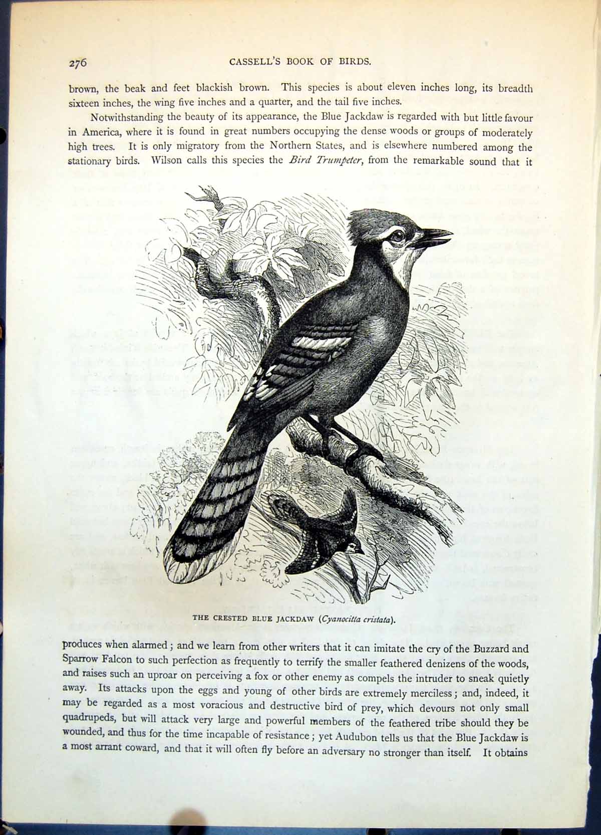 Antique Print Crested Blue Jackdaw Cyanocitta Cristata Sitting Flight C1874