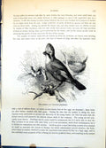 Old Antique Print Common Jay Garrulus Glandarius Oak Tree Nestling C1874 19th