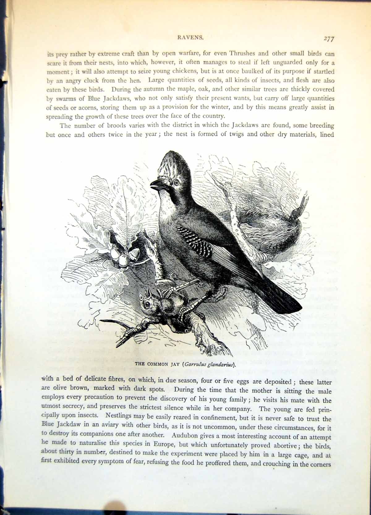 Old Antique Print Common Jay Garrulus Glandarius Oak Tree Nestling C1874 19th