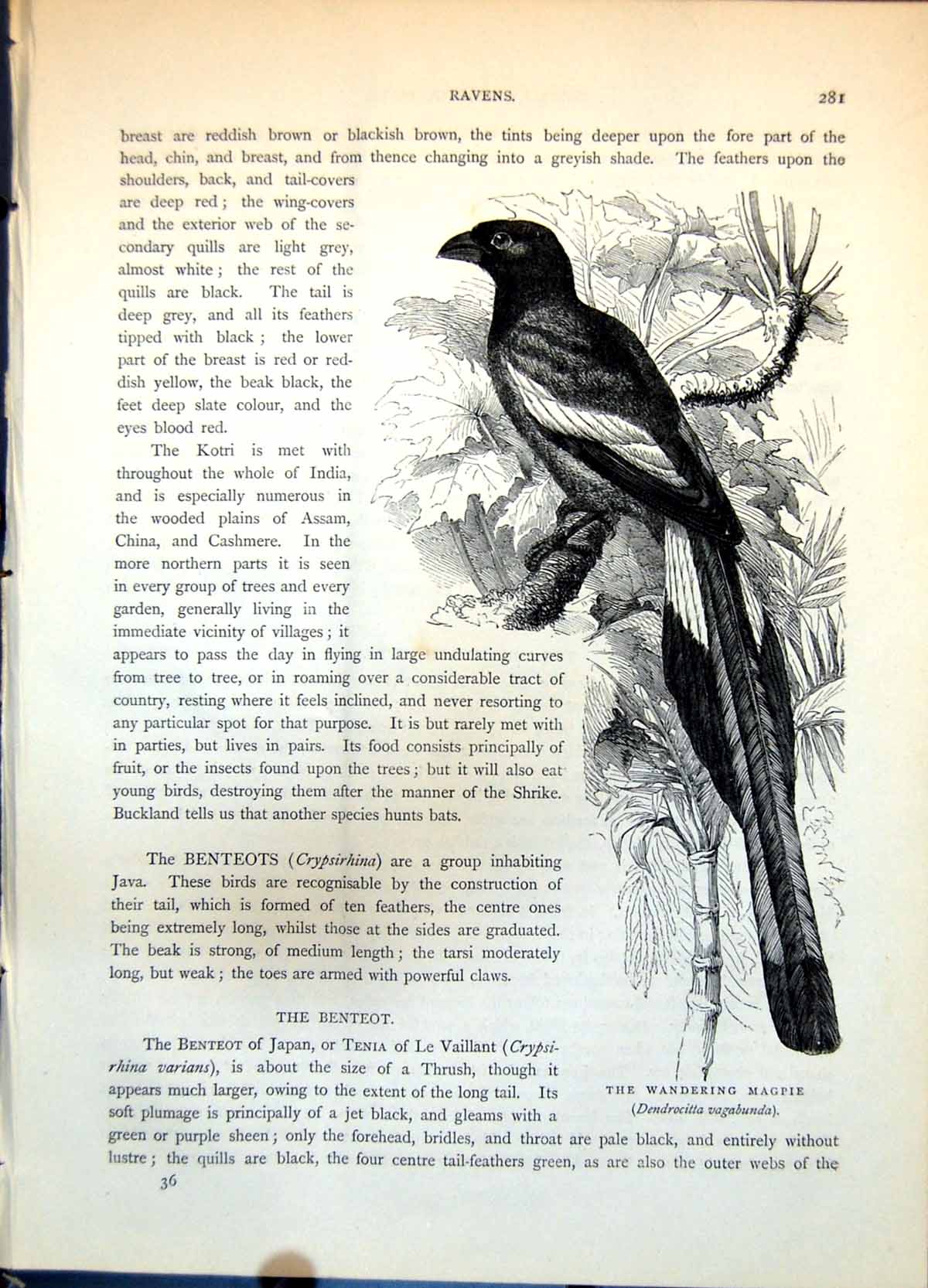 Antique Old Print Wandering Magpie Dendrocitta Vagabunda Tropical Trees C1874