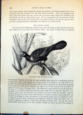 Old Print Banana Eater Bird Musophaga Violacea Tropical Vegetation C1874 19th