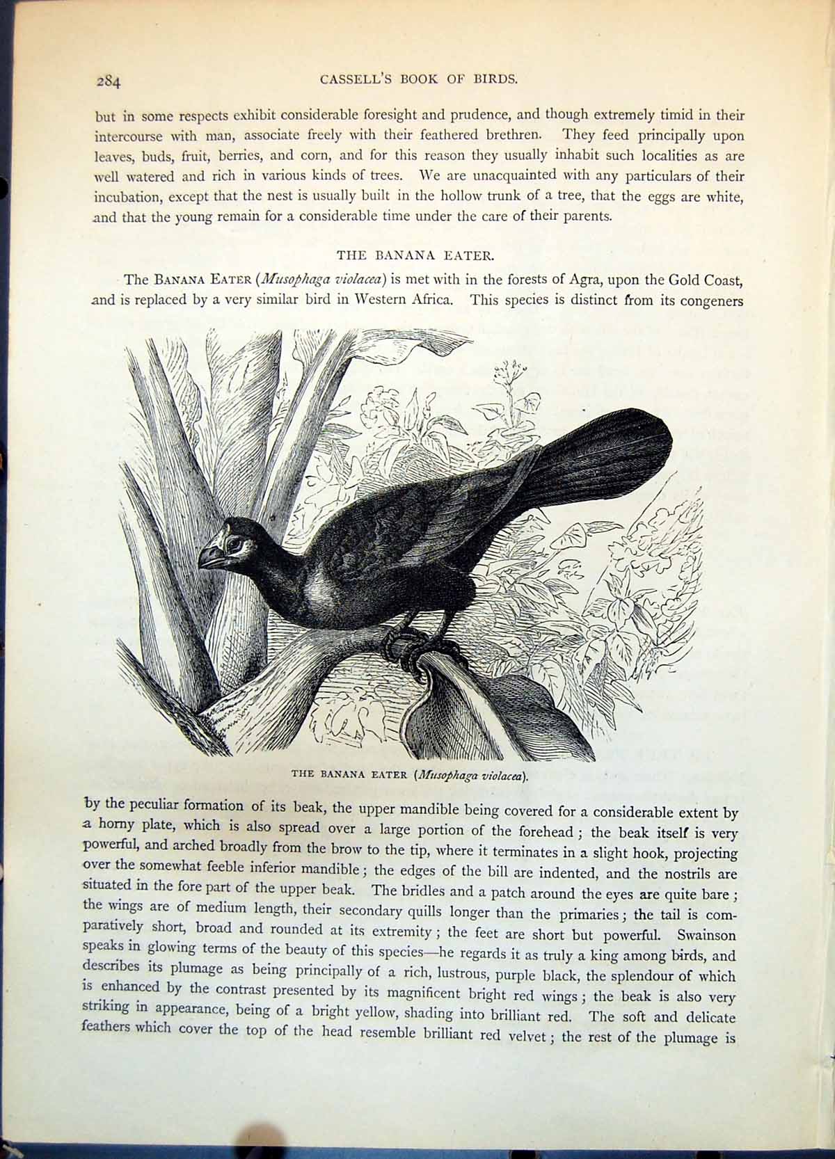 Old Print Banana Eater Bird Musophaga Violacea Tropical Vegetation C1874 19th