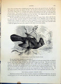 Antique Print Whitee-Cheeked Helmet Bird Corythaix Leucotis Tropical C1874 19th