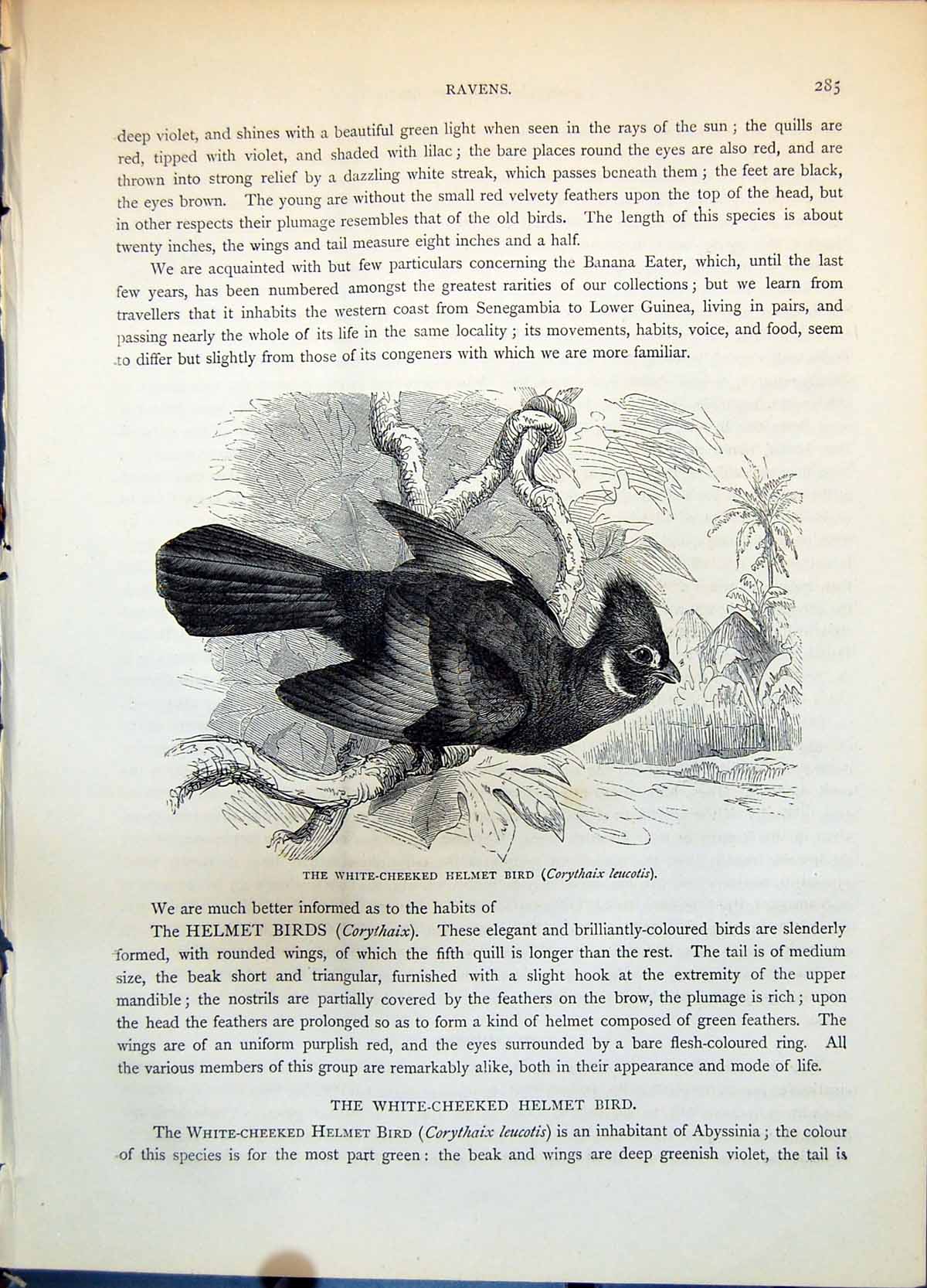 Antique Print Whitee-Cheeked Helmet Bird Corythaix Leucotis Tropical C1874 19th
