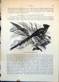 Old Antique Print Wiriwa Colius Senegalensis Birds African Branches C1874 19th