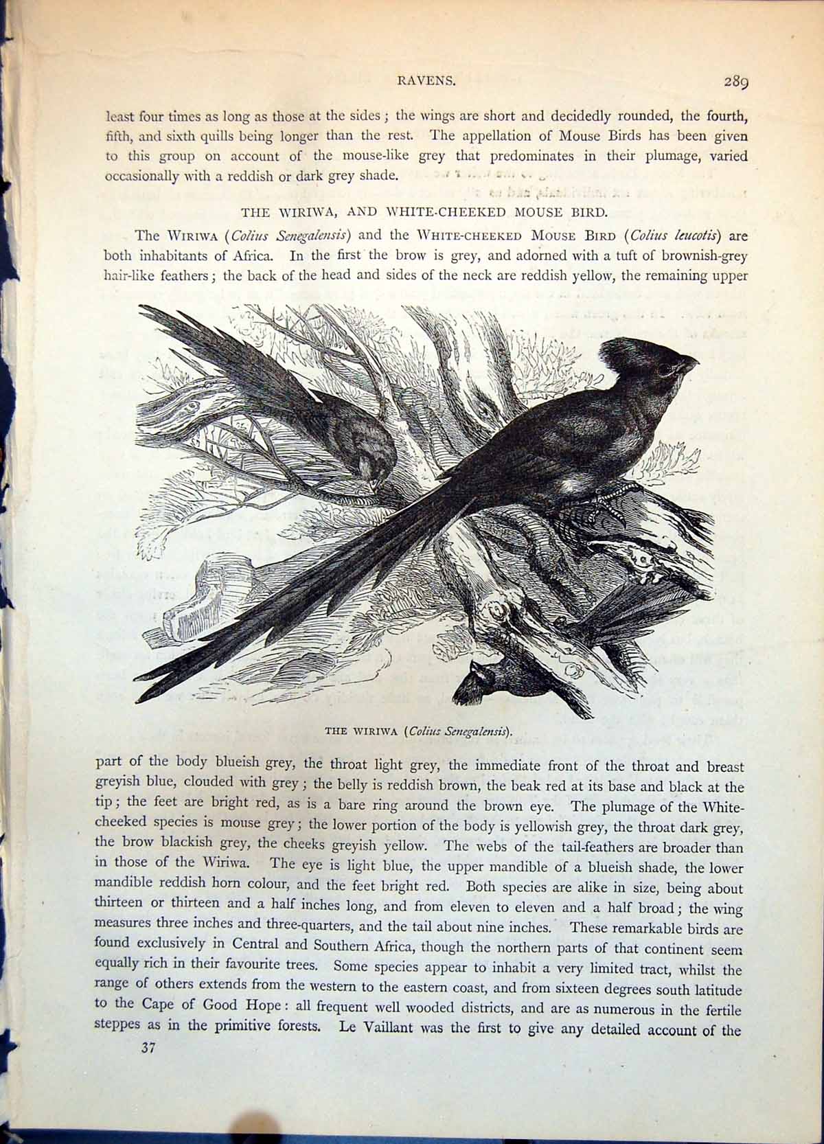 Old Antique Print Wiriwa Colius Senegalensis Birds African Branches C1874 19th