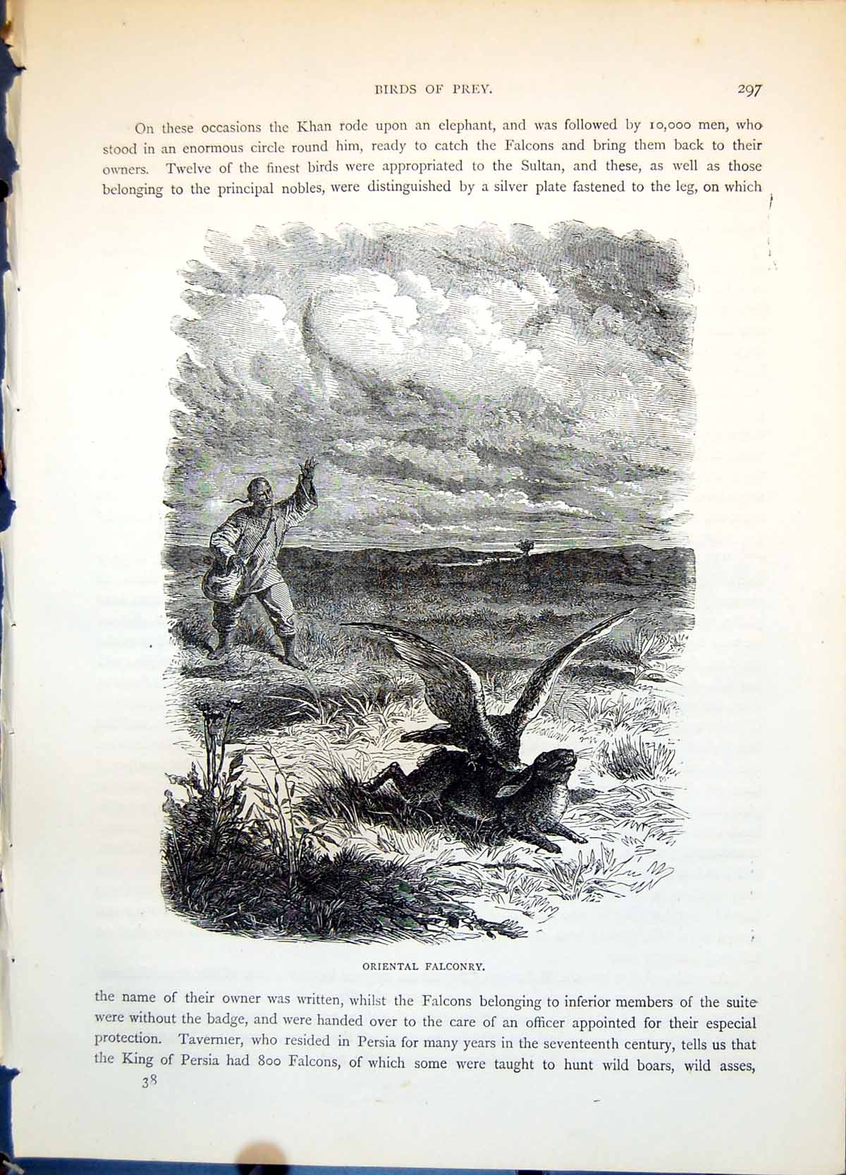 Antique Print Oriental Falconry Man Catching Hare Rabbit Open Ground C1874 19th
