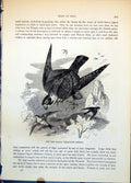 Antique Old Print Tree Falcon Hypotriorchis Subbuteo Swooping Martins C1874