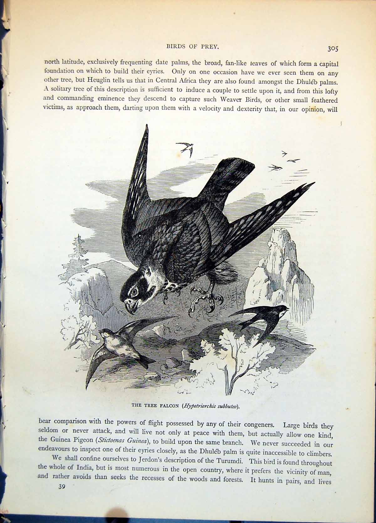 Antique Old Print Tree Falcon Hypotriorchis Subbuteo Swooping Martins C1874